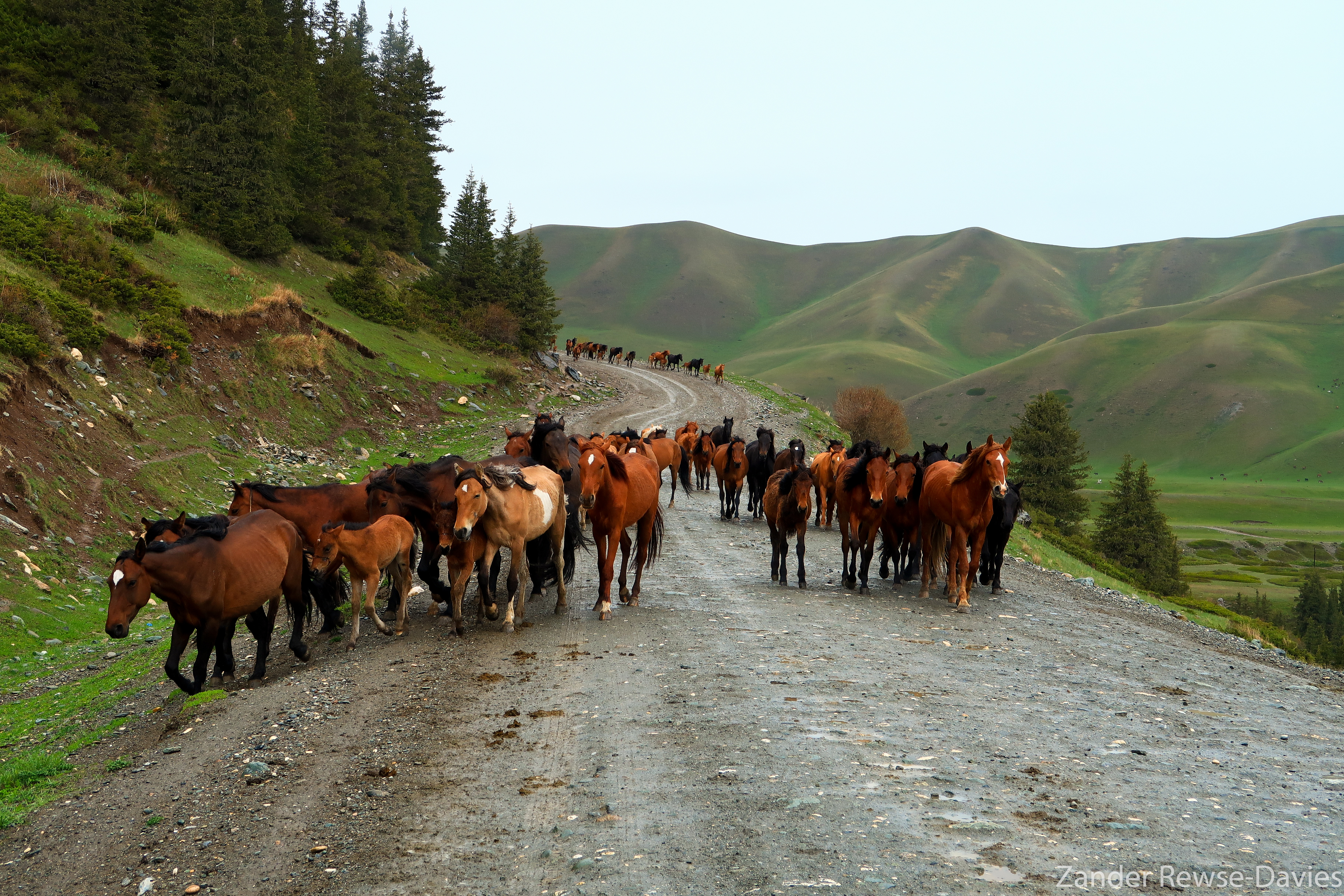 Kyrgyzstan semi-wild horses