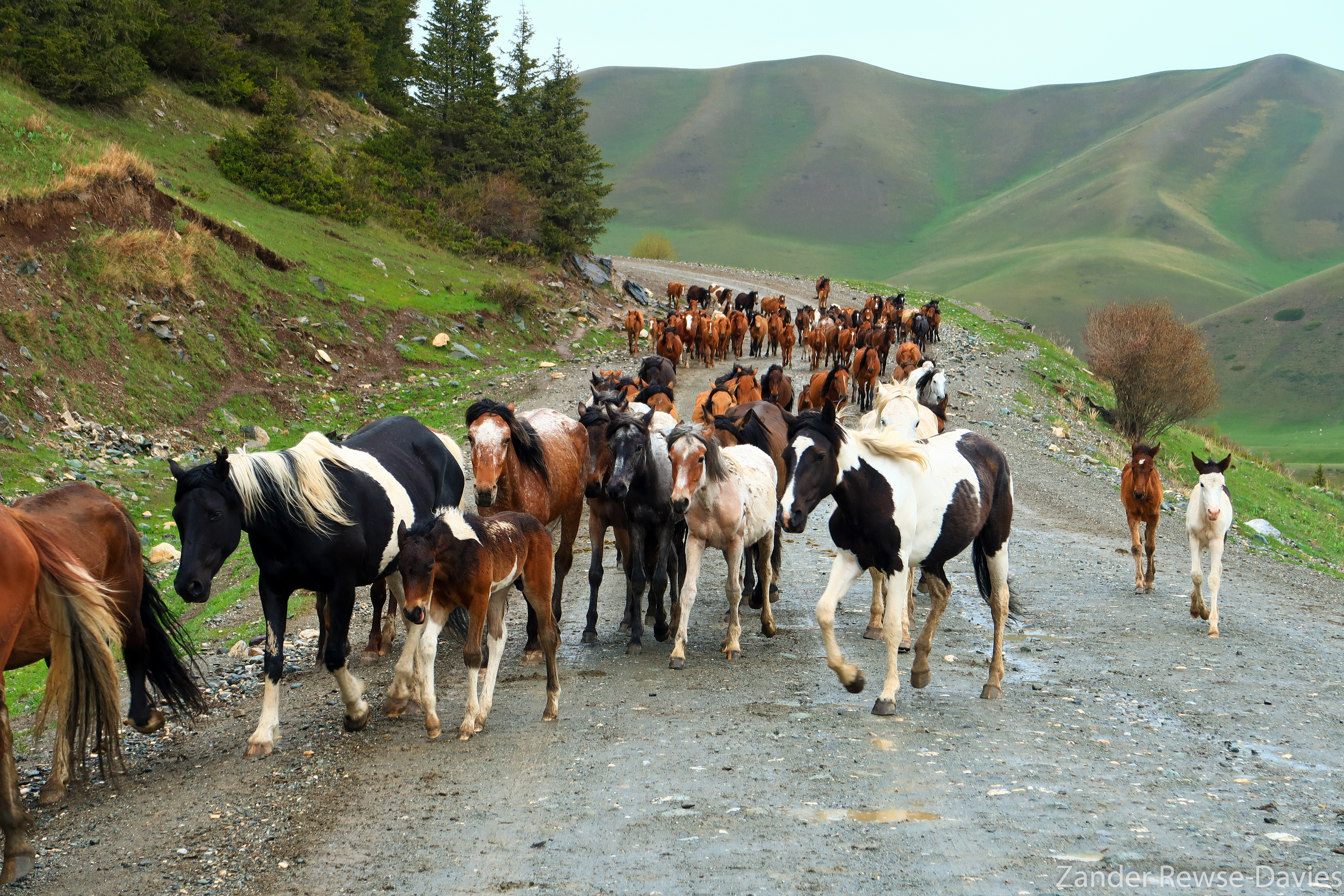 Kyrgyzstan semi-wild horses with foals