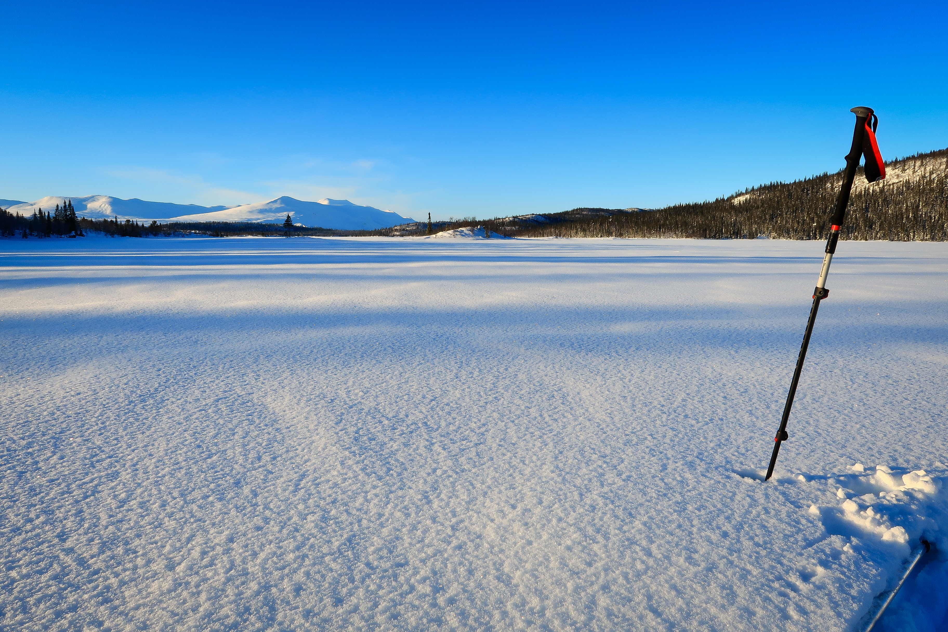 Just snow and trees, as far as one can see